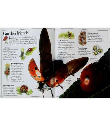 Amazing Beetles Inside Page 1