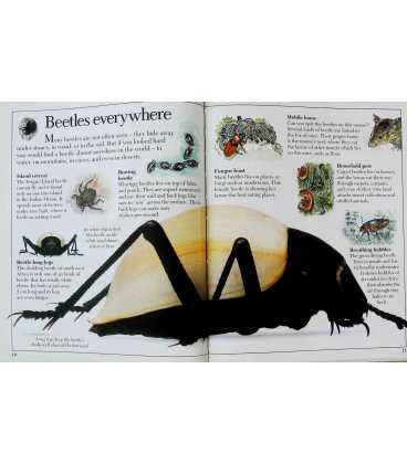 Amazing Beetles Inside Page 2