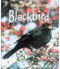 Blackbird