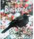 Blackbird