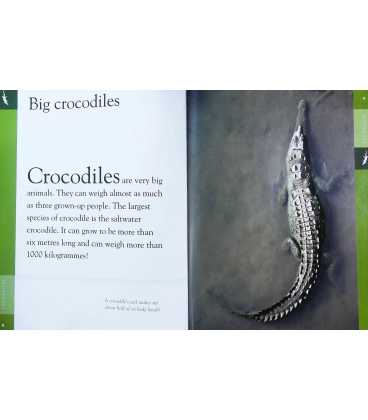 Crocodiles (Animals are Amazing) Inside Page 1