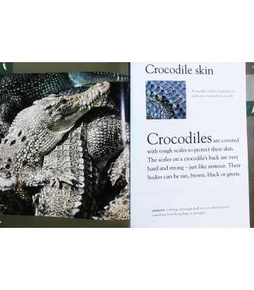 Crocodiles (Animals are Amazing) Inside Page 2