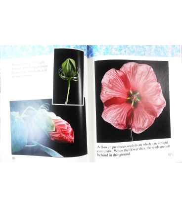 Growth (Criss Cross) Inside Page 2