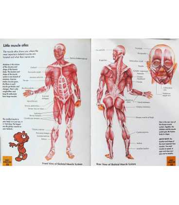 The Muscles (How My Body Works) Inside Page 1