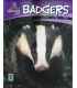 Badgers (British Wildlife)