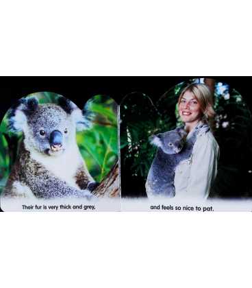 Koala Inside Page 1