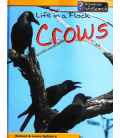 Life in a Flock - Crows