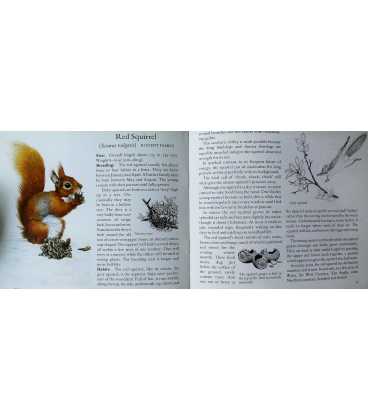 Some Birds and Mammals of the Woodland Inside Page 1