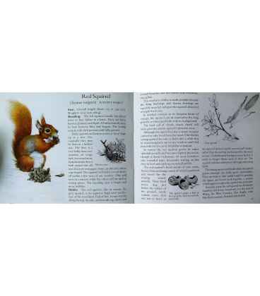 Some Birds and Mammals of the Woodland Inside Page 1