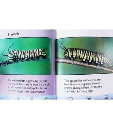 Life Cycle of a Butterfly Inside Page 2