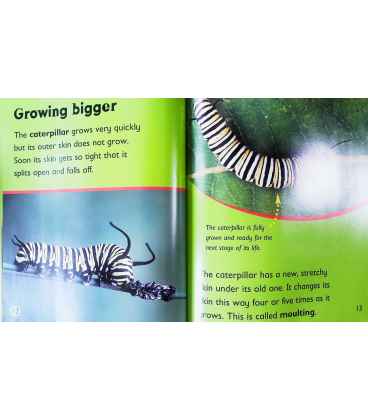 From Caterpillar to Butterfly Inside Page 2