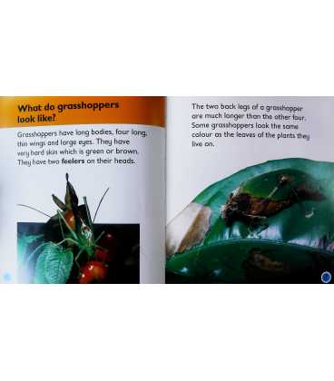 Grasshopper Inside Page 1