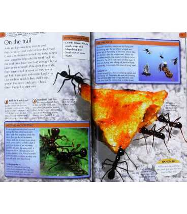 Bug Hunter Inside Page 1