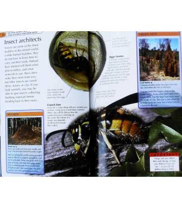 Bug Hunter Inside Page 2