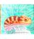 Chameleon's Crazy Colours, Here Comes the Crocodile