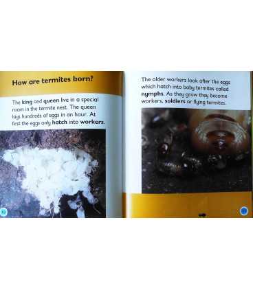 Termite (Bug Books) Inside Page 1