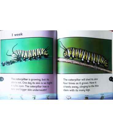 Life Cycle of a Butterfly Inside Page 2