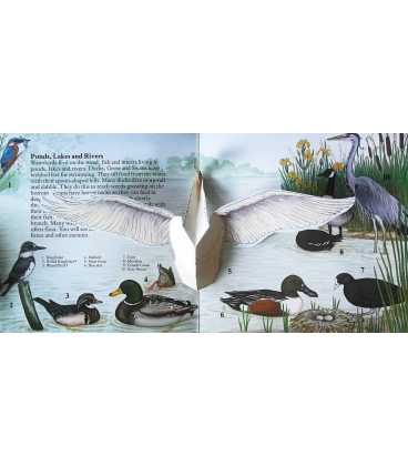 Birds: A Pop-up Nature Guide Inside Page 1