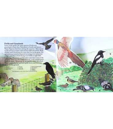 Birds: A Pop-up Nature Guide Inside Page 2
