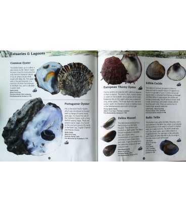 Seashells of Great Britain and Europe (Junior Nature Guides) Inside Page 1