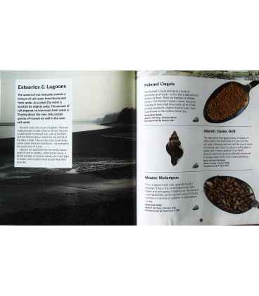 Seashells of Great Britain and Europe (Junior Nature Guides) Inside Page 2