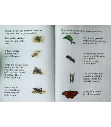 Insects Inside Page 1