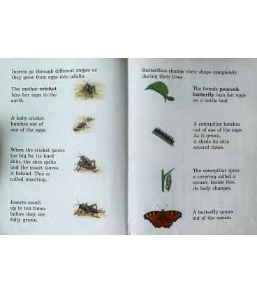 Insects Inside Page 1