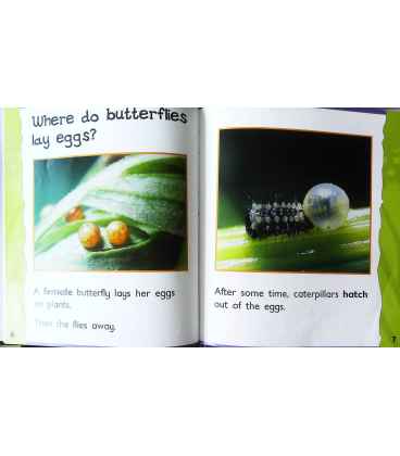 Butterfly (Life Cycles) Inside Page 2