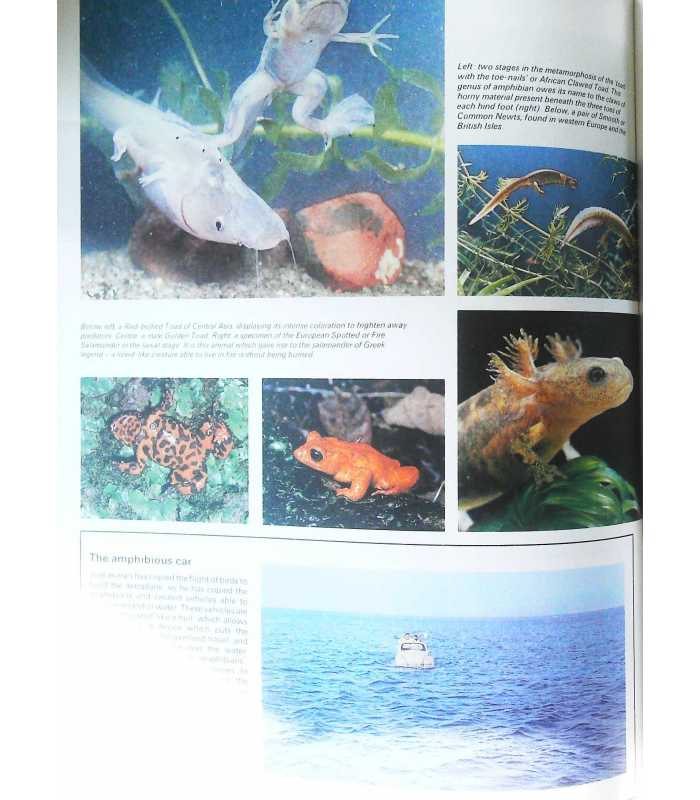 The Childrens Encyclopedia of Animal Life | Philip Steele | 9780603004834