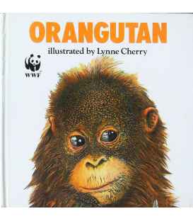 Orangutan