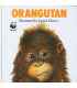 Orangutan