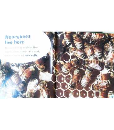 The Life Cycle of a Honeybee Inside Page 1