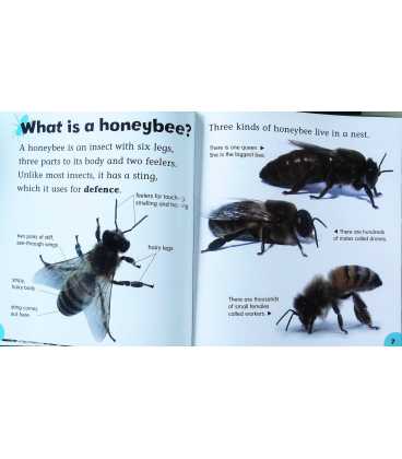 The Life Cycle of a Honeybee Inside Page 2