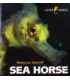 Sea Horse