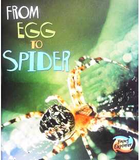 From Egg To Spider