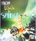 From Egg To Spider
