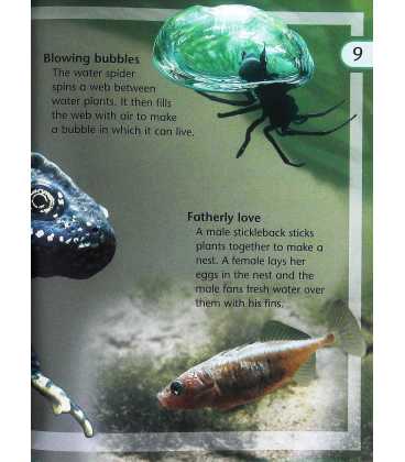 Animal Homes (Kingfisher Young Knowledge) Inside Page 2