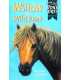 Willow the Wild Pony (Jenny Dale's Pony Tales)