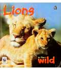 Lions (In the Wild)
