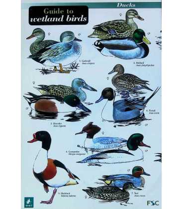 Guide to Wetland Birds