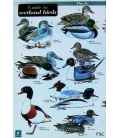 Guide to Wetland Birds