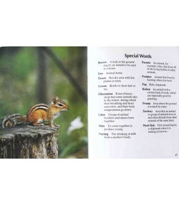 Chipmunks/Beavers (Getting to Know Nature's Children Series) Inside Page 2