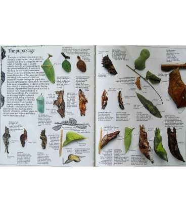 Butterfly and Moth (Eyewitness Guides) Inside Page 1