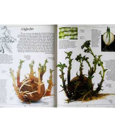 Plant (Eyewitness Guides) Inside Page 1