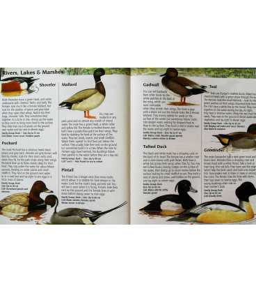 Junior Nature Guide Birds Inside Page 2